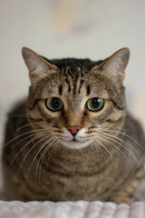 Сute cat on a gray background