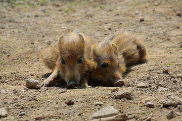 Wildschwein (Sus scrofa) Frischlinge