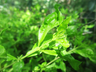 Leaves,  Foliage and Green Nature 