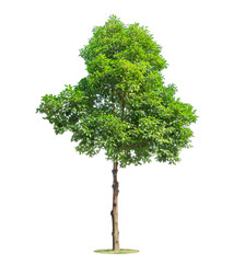 Fototapeta premium Tree isolated on white background. Beautiful and robust trees are growing in the forest, garden or park.