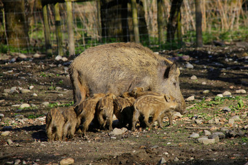 Wildschwein (Sus scrofa) Muttertier mit Jungtiere