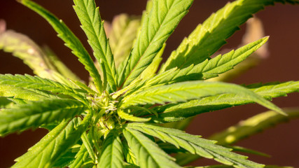 Naklejka na ściany i meble Cannabis Super Silver Haze Plant Cannabis Weed garden Close up