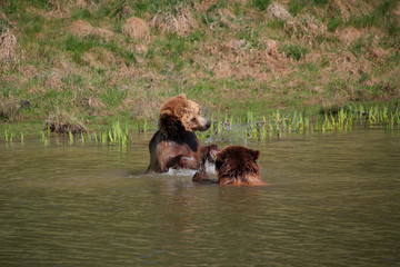 Europäische Braunbär oder Eurasische Braunbär (Ursus arctos arctos) spielen im Wasser