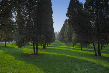 Fototapeta na wymiar Slender trees in Tiantan Park