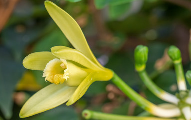 Fototapeta na wymiar fleur de vanille 