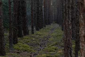 Forest path