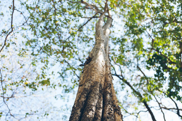 Fototapeta premium Low angel, tree in the blue sky 