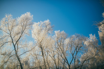 Fototapeta na wymiar Trees in snow