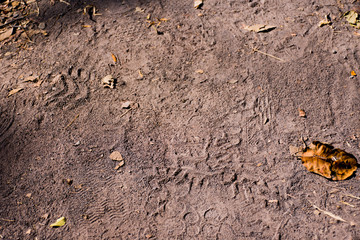 Foot mark on sand of human and animal at forest.