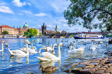 Swans on the background of Charles Bridge in Prague, Czech Republic