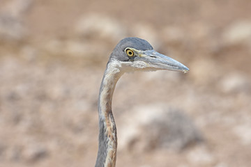 Graureiher-Portrait (Ardea cinera) am Wasserloch Okawao im Etosha Nationalpark in Namibia