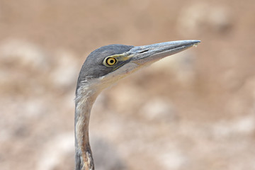 Graureiher-Portrait (Ardea cinera) am Wasserloch Okawao im Etosha Nationalpark in Namibia