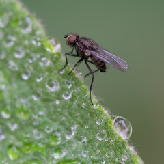 Fliege mit Wassertropfen