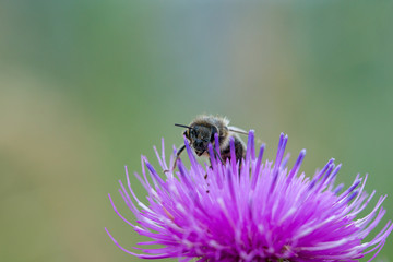 Biene auf Distel