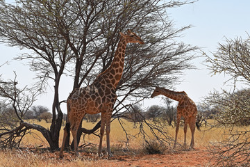 Giraffen (giraffa camelopardalis) im Damaraland bei Palmwag in Namibia