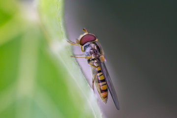 Schwebfliege