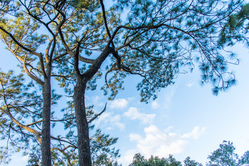 Pinus kesiya in morning at Phukradueng National Park, Loei.