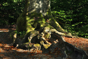 Root of tree at Bohemian Switzerland  - Elbe Sandstone Mountains near Hrensko. Bohemia. Czech Republic