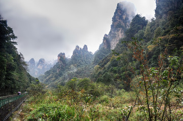 Gorge covered with trees in the mountains Avatar