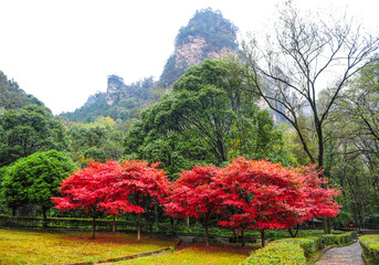 Red trees in the mountains Avatar