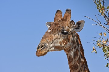 Giraffenportrait einer Giraffe(giraffa camelopardalis) im Damaraland bei Palmwag in Namibia