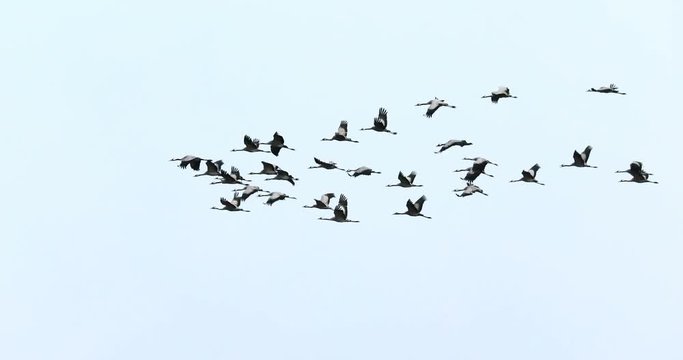 Crane migration in the Hortobagy, Hungary