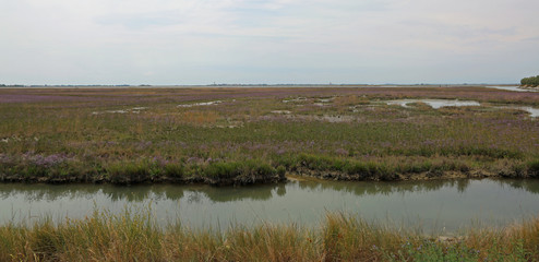 wild environment with marshes in the Venetian lagoon near Venice