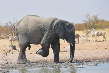 Fototapeta premium Afrikanischer Elefant (loxodonta africana) am Wasserloch Okawao im Etosha Nationalpark in Namibia