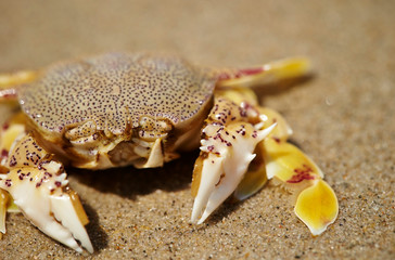 Crab at beach 
