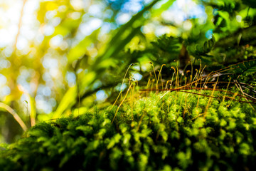 Moss on the rock in the morning at Phukradueng National Park, Loei.
