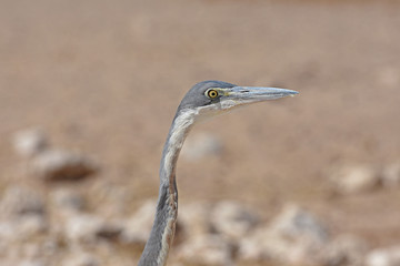 Graureiher (Ardea cinera) am Wasserloch Okawao im Etosha Nationalpark in Namibia