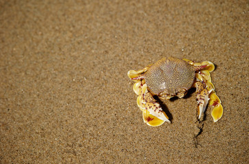 Crab at beach 