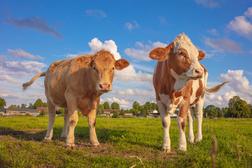 Deutschland: Glückliche junge Kühe in freier Natur, Weide, Rinder, grüne Wiese, Rinderzucht, Aufzucht, bio, biologisch Bio-Fleich Biofleisch Biorind Biorinder Fleichproduktion, grüne wiese, züchtung