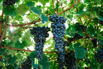 Red grapes in a vineyard