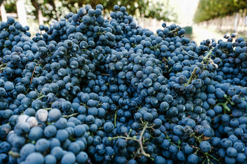 Red grapes in a vineyard