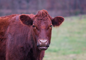 portrait of a cow in the field 