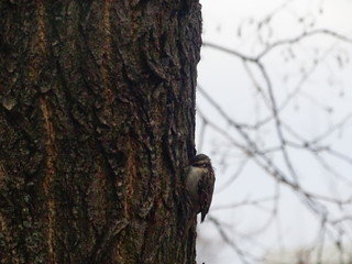 Lonely bird on the tree in winter 