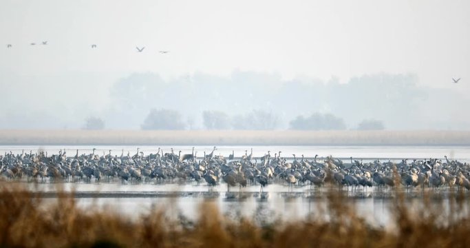 Common Crane migration in the Hortobagy.