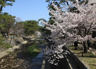 夙川堤のさくら