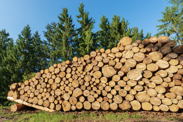 Pile of Pine Logs with Green Trees on Background