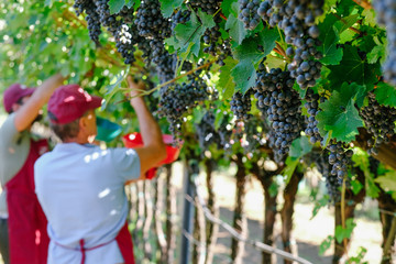 Red grapes in a vineyard