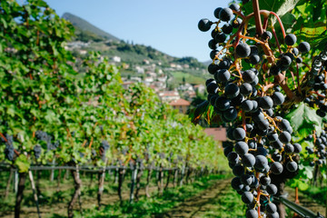 Red grapes in a vineyard