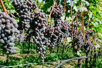 Red grapes in a vineyard