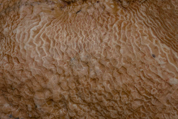 Travertine texture of abstract formation of mineral stone, traverten, Georgia