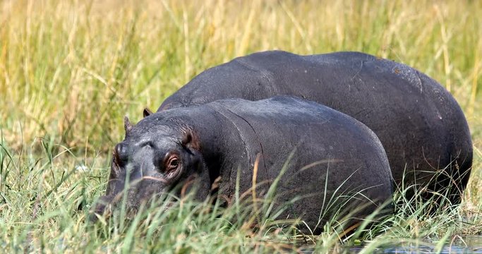big hippo Moremi, Okawango delta, Botswana
