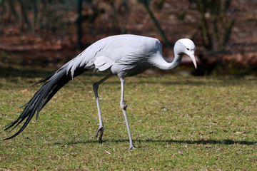 Paradieskranich (Anthropoides paradisea)