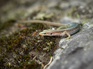 Lizard on stone close up