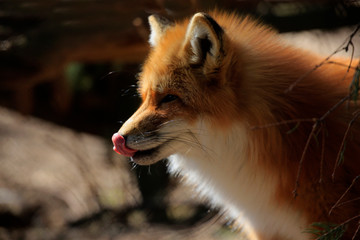 Rotfuchs (Vulpes vulpes)  Portrait