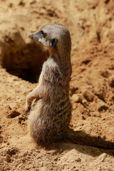 Fototapeta premium Erdmännchen (Suricata suricatta), Surikate oder Scharrtier