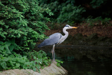 Graureiher oder Fischreiher (Ardea cinerea) 